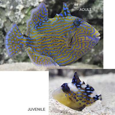 Pseudobalistes Fuscus - Blue Jigsaw Trigger