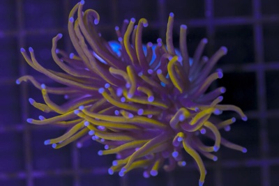 Euphyllia Glabrescens 24K TORCH