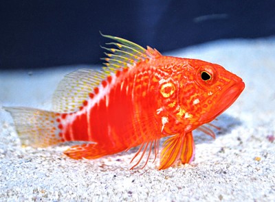 Plectranthias Pelicieri