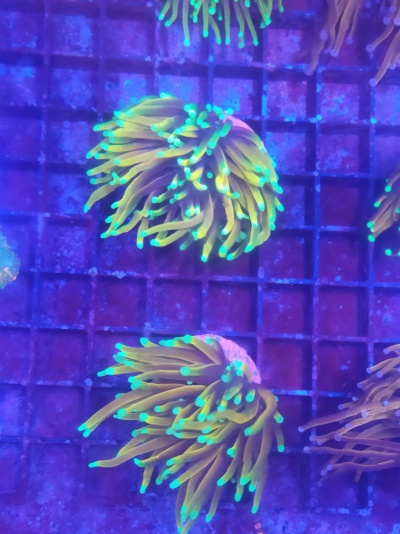 Euphyllia Glabrescens Dragon Soul GradeA