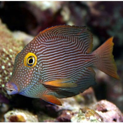 Ctenochaetus Strigosus