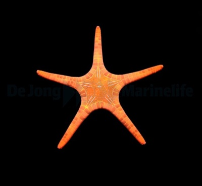 Mosaic Starfish