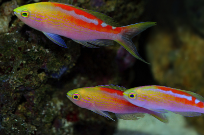 Pseudanthias Aurulentus