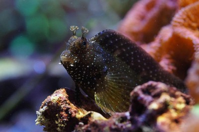 Peixe marinho escuro com pontos brancos perto de corais coloridos