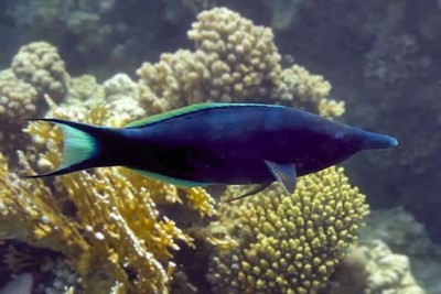 Gomphosus Caeruleus - Birdmouth Wrasse - Male