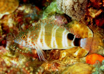 Amblycirrhitus Pinos