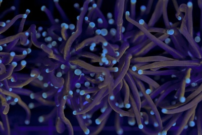 Euphyllia glabrescens (Hellfire)