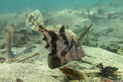 Monacanthus Chinensis