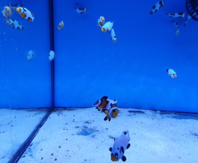 Amphiprion Percula - Assorted