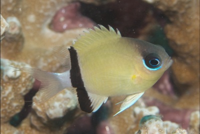 Chromis Black Bar