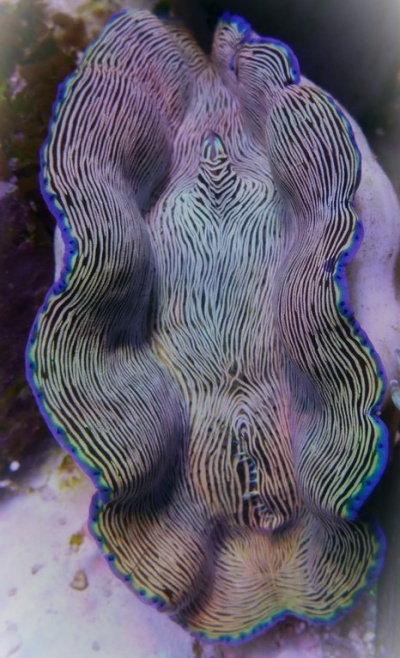Tridacna Derasa