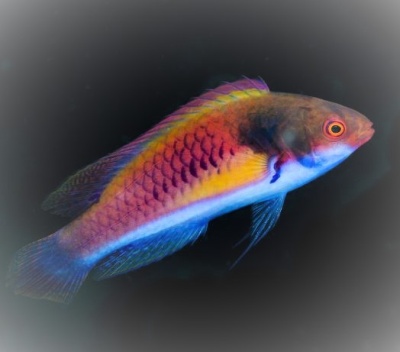 Cirrhilabrus Ryukyuensis