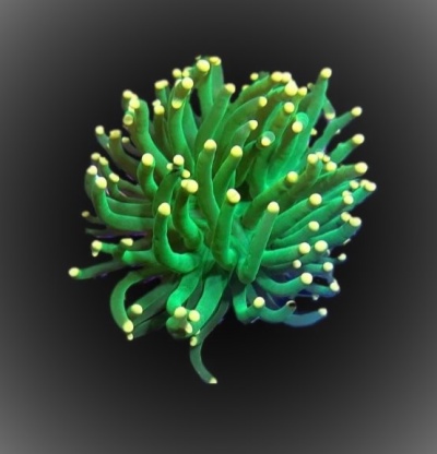 Euphyllia glabrescens