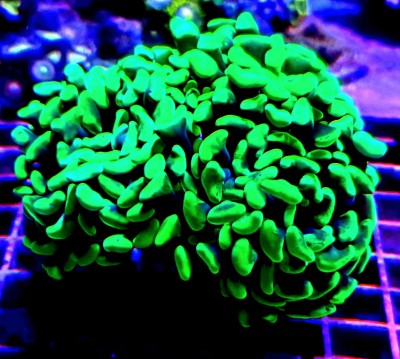 Euphyllia Parancora