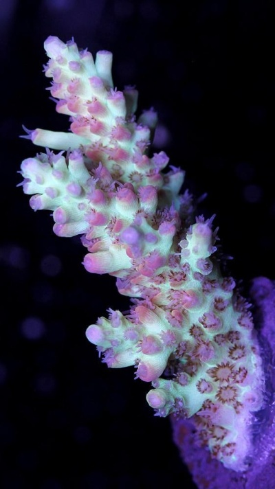 Acropora Shortcake