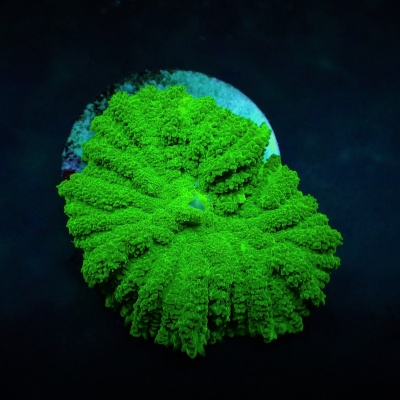 Rhodactis Inchoata Green