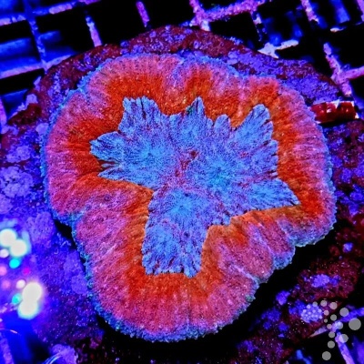 Lobophyllia spp