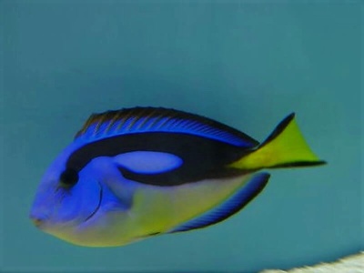 Paracanthurus hepatus (Yellow Belly)