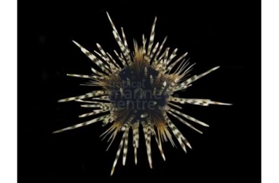 Echinothrix Calamaris