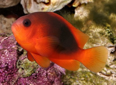 Amphiprion Ephippium