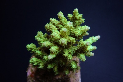 Acropora Chesterfieldensis