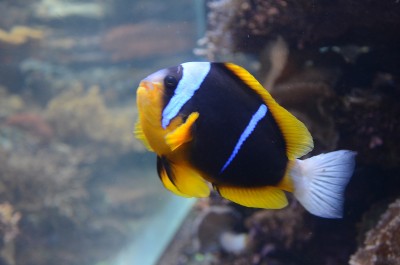 Amphiprion Allardi - Palhaço Africano