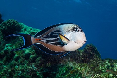 Acanthurus Sohal