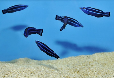 Larabicus Quadrilineatus