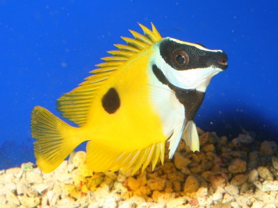 Peixe amarelo com mancha preta e padrão preto na cabeça dentro de aquário