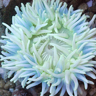 Macrodactyla Doreensis