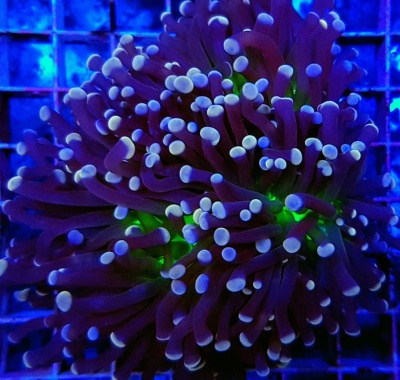 Euphyllia Cristata (Joker)