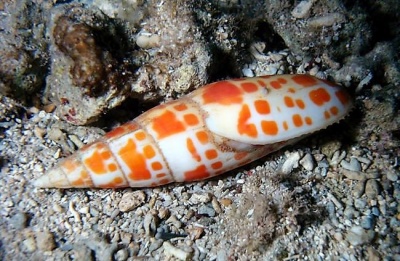 Mitra mitra snail orange spot