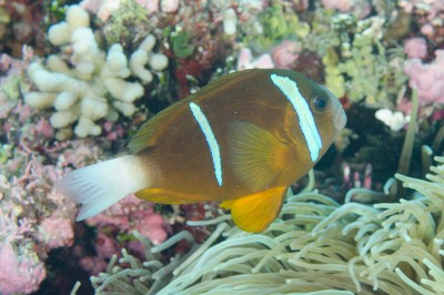 Amphiprion Akindynos - Palhaço Australiano