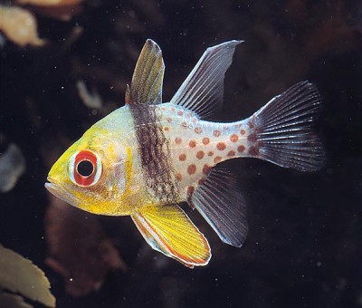 Sphaeramia Nematoptera