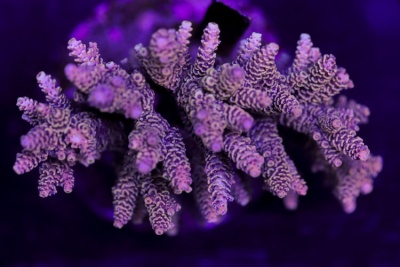 RAINBOW MILLEPORA