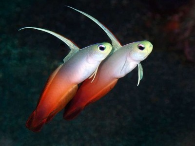 Nemateleotris Magnifica