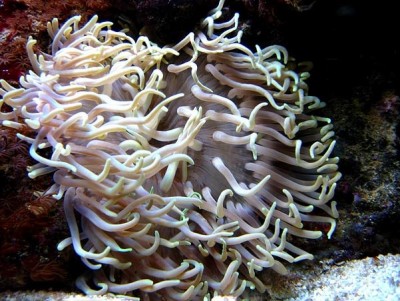 Macrodactyla Doreensis - Anémona de Areia