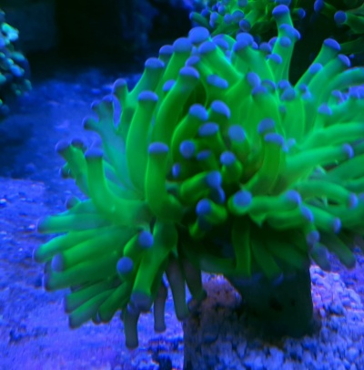 Euphyllia Paradivisa