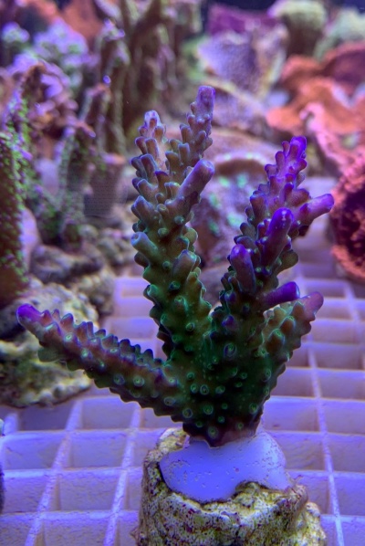 Acropora Joker