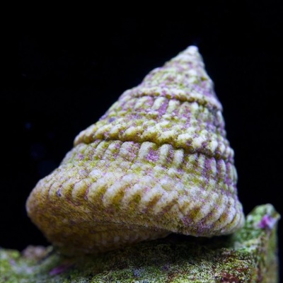 Astraea Tectum