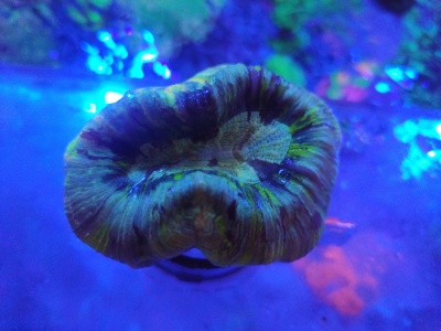 Trachyphyllia Multicolor