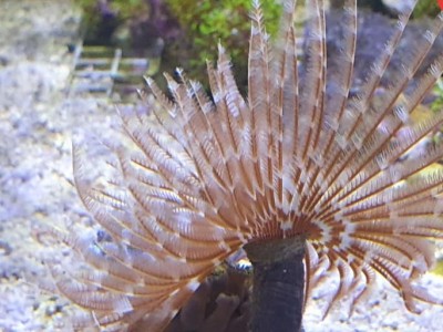 Sabellastarte spp.