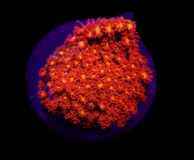 Goniopora -  Mickey Mouse