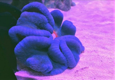 Stichodactyla Haddoni