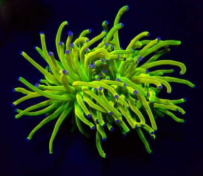 Euphyllia Glabrescens - Holy Grail