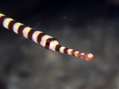 Dunckerocampus Dactyliophorus