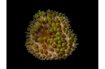 Entacmaea Quadricolor - Green  Coloured