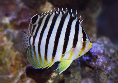 Paracentropyge Multifasciata