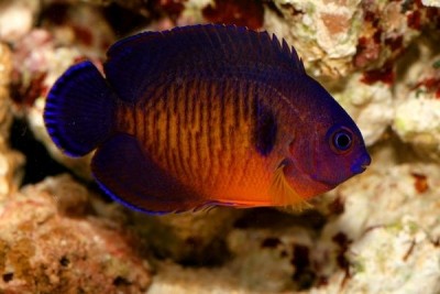 Centropyge Bispinosus