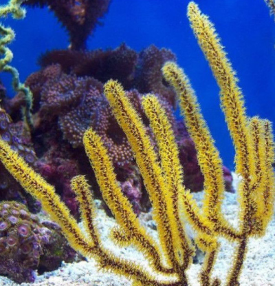 Golden Polyp Gorgonia